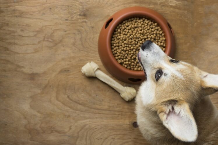 4 Best Dry Dog Food for Loose Stools 2020
