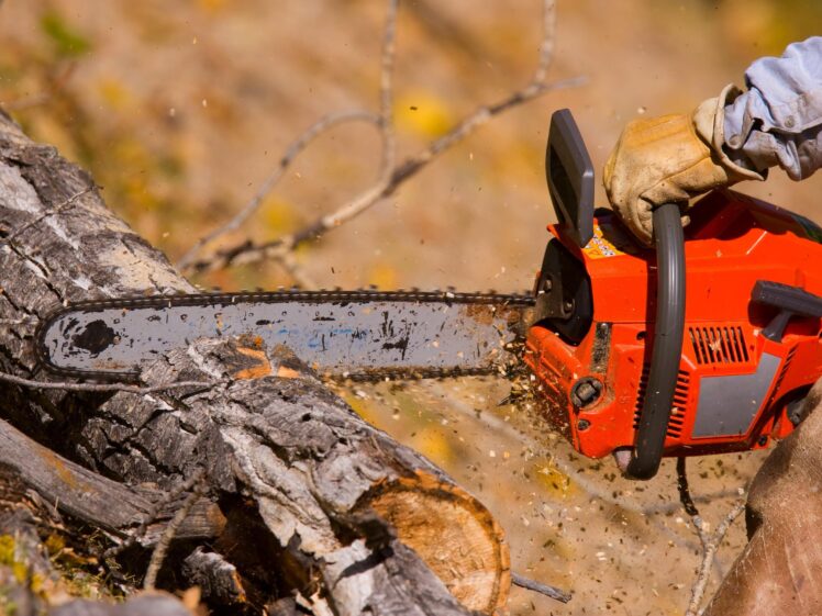 14” or 20” Chainsaw Choosing the Best Cutting Tool The Frisky