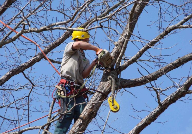 5 Things To Look For When Hiring Professional Tree Services The Frisky