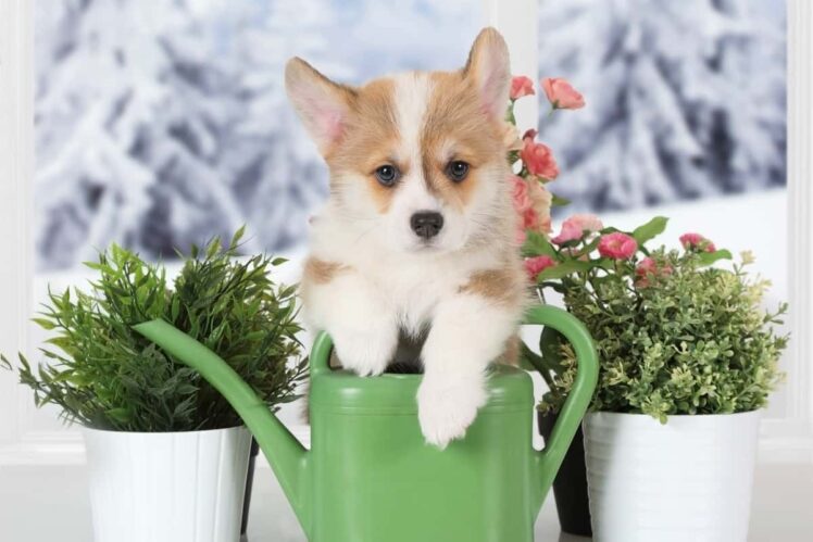 6 Things to Know Before You Buy a Corgi Puppy - The Frisky