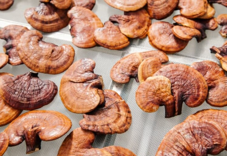 6 Medicinal Mushroom Extracts That Are Worth Trying The Frisky