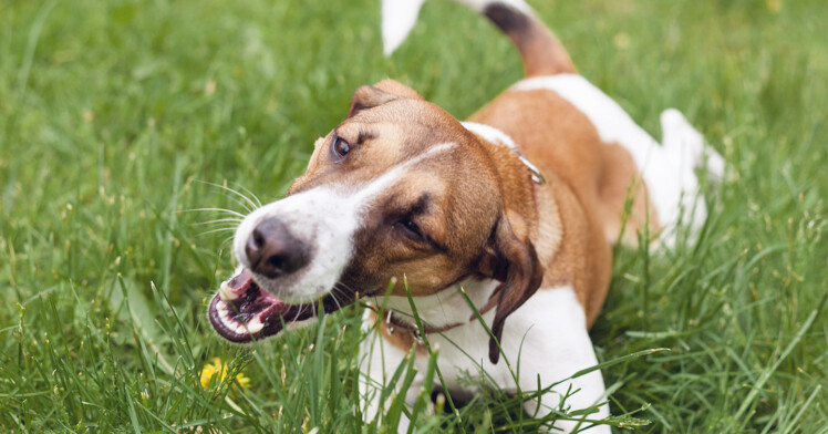 Thumbnail for Why Anxious Dogs May Exhibit Compulsive Behaviors Around Eating Grass