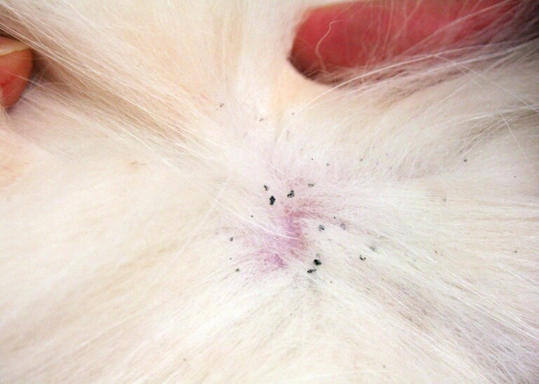 5 Signs Your Dog Has Flea Problems The Frisky