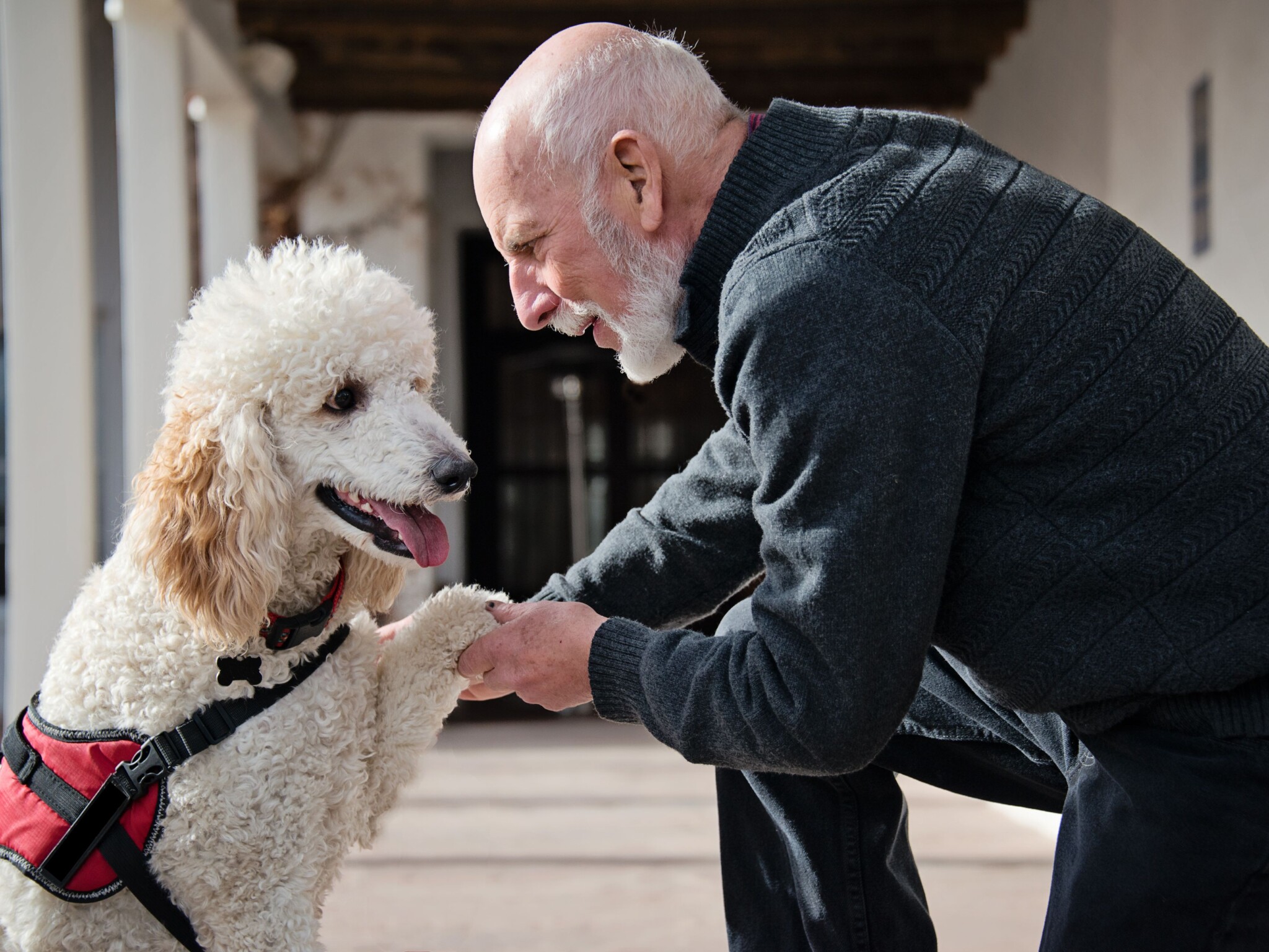 Assistance Dogs: Classifications Of Dogs Helping People With ...