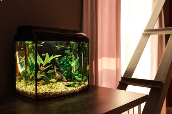 how-often-should-you-test-your-aquarium-water-the-frisky