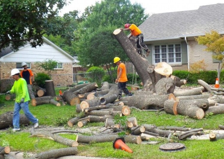 Why is Tree Removal Expensive? The Frisky
