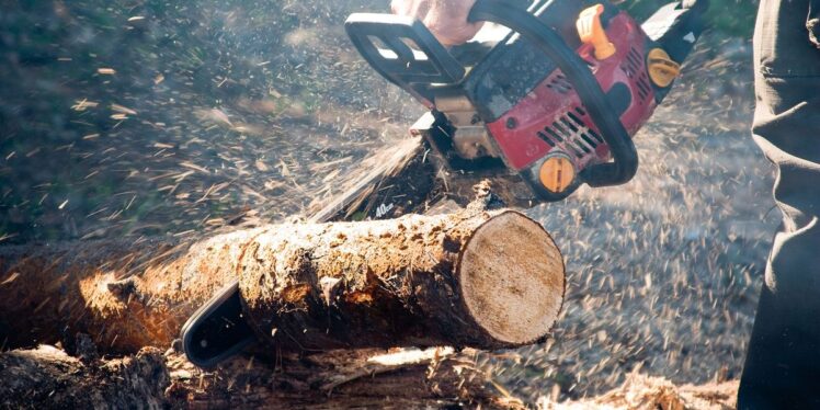 How to Cut Firewood Efficiently - Essential Tips For Beginners 2024 ...