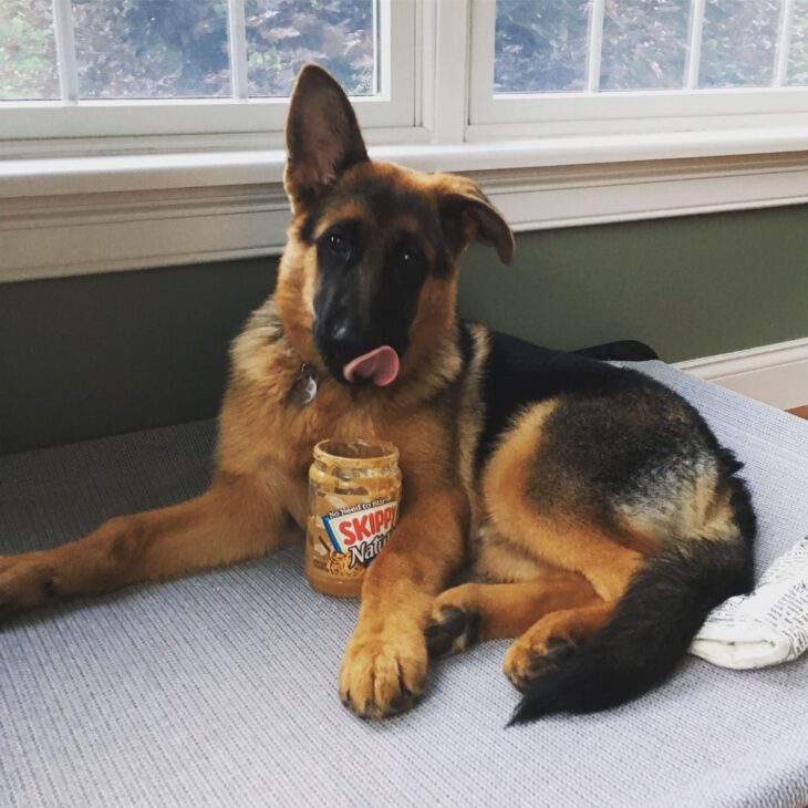 are german shepherds allergic to peanut butter