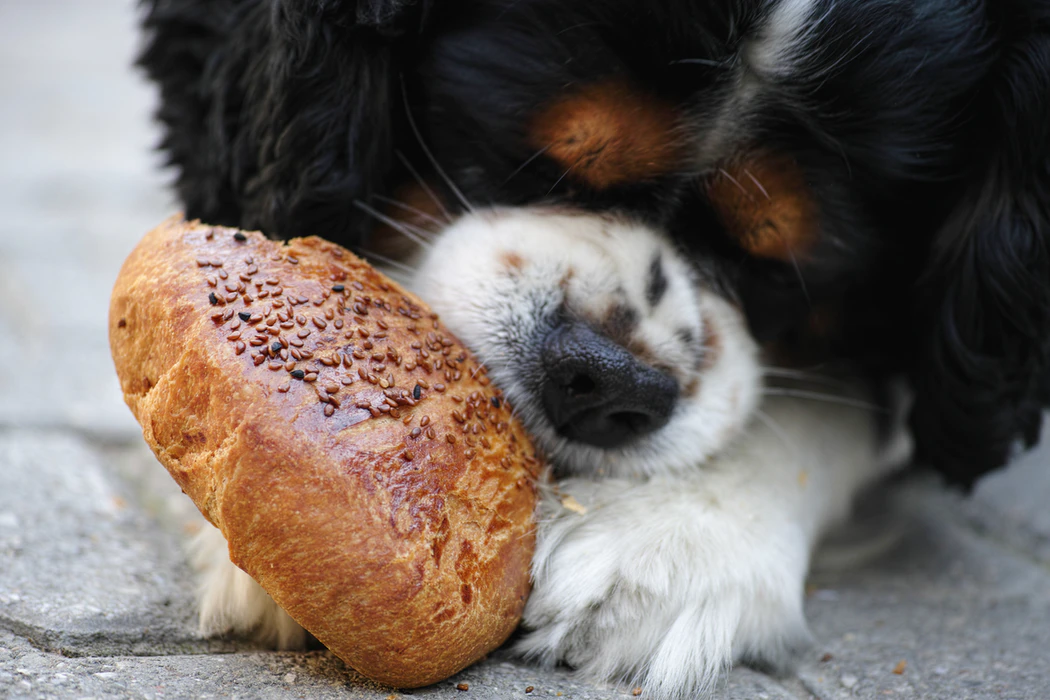 Healthy Chewy Dog ​​Feeding Guide
