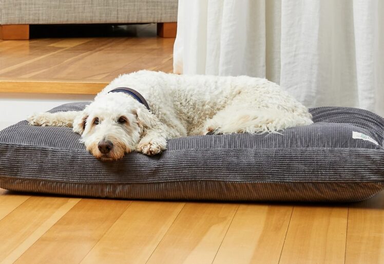 How To Choose The Right Bed For Your Dog 2024 Guide The Frisky