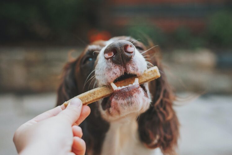 8 Healthy Treat Ideas For Dogs