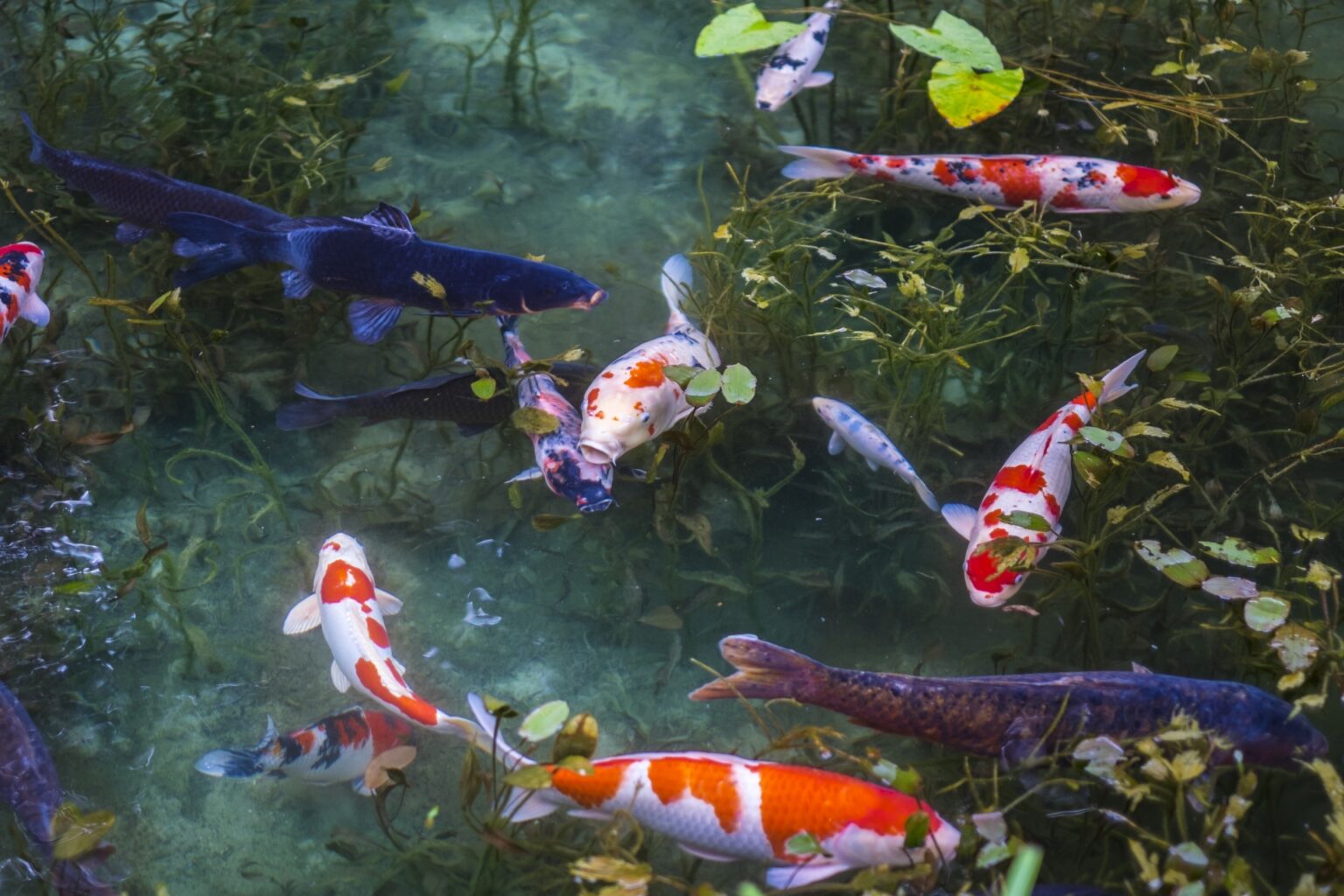 Can Koi Fish Live With Other Fish 2024 Guide The Frisky