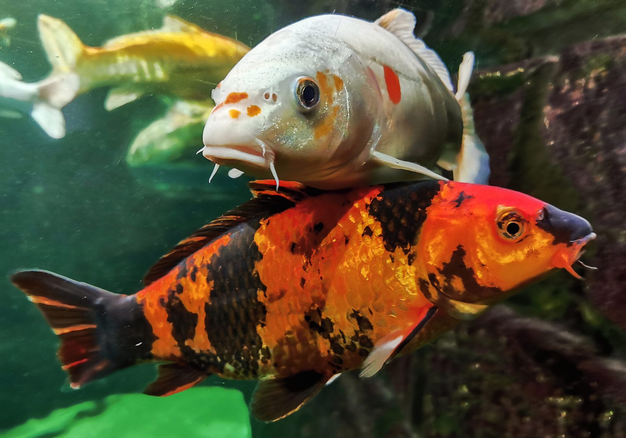 Can Koi Fish Live With Other Fish 2024 Guide The Frisky
