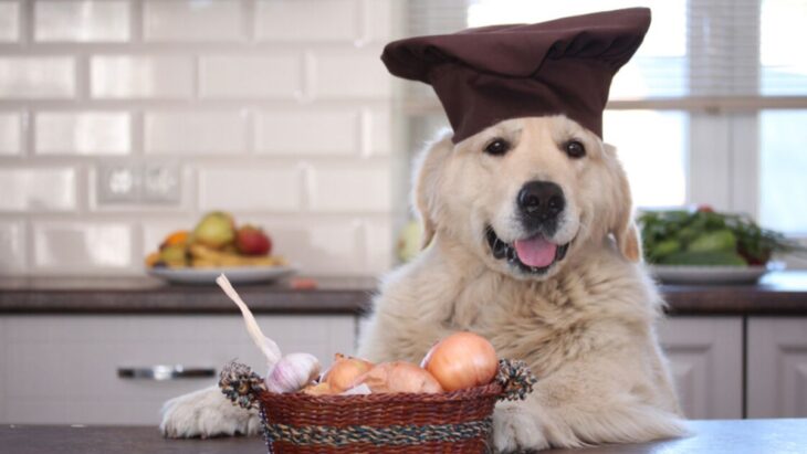 how-long-after-eating-onion-will-a-dog-get-sick-the-frisky