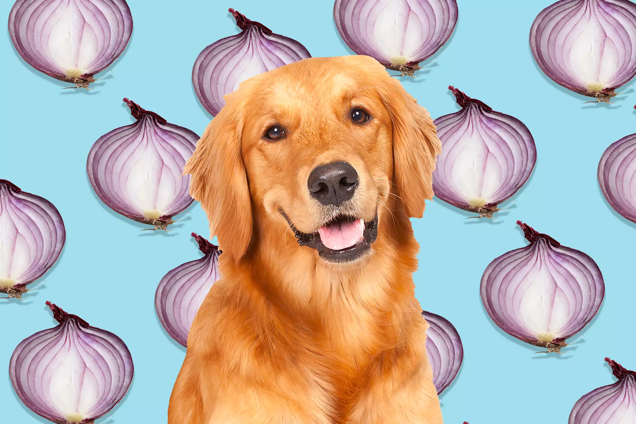 what happens if a dog eats some onions