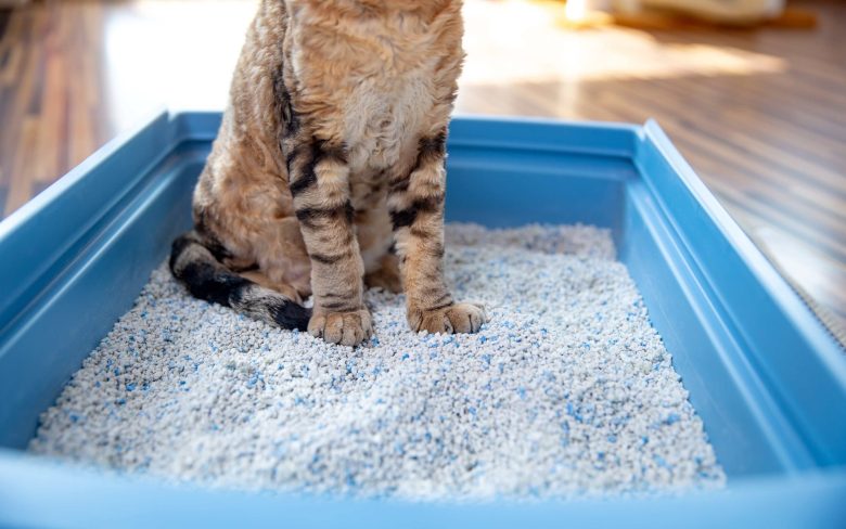 Can A Pregnant Woman Clean A Litter Box With Gloves