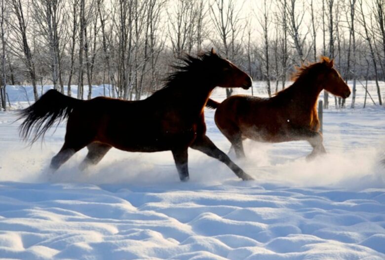 This Is How You Can Protect Your Horse During Weather Changes The Frisky
