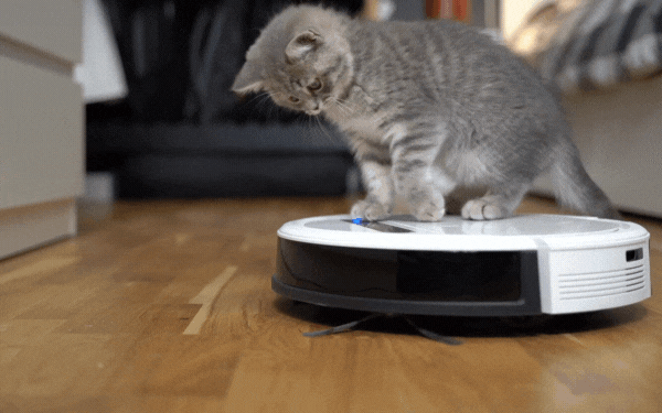 cat on robot vacuum