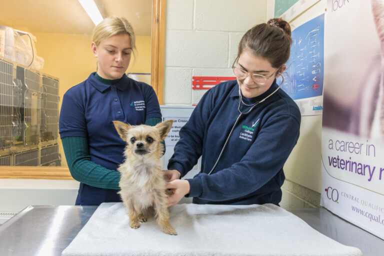 5 Things You Need to Know When Planning to Study Animal Care Courses