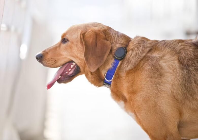 Wearable Technology for Pets: From Fitness Trackers to GPS Collars ...