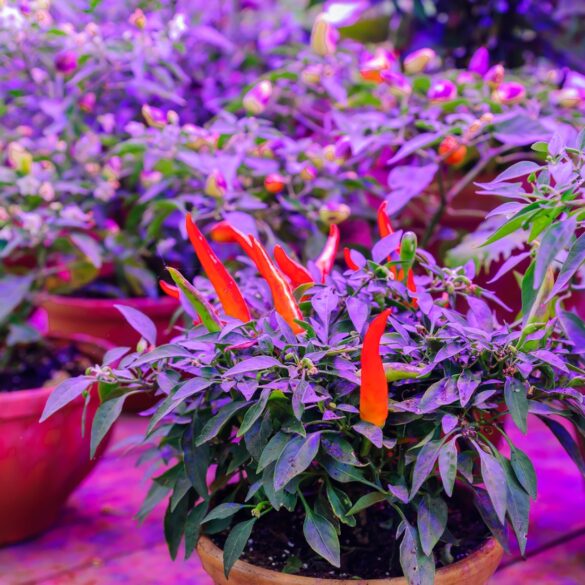 Do LED Lights Work For Growing Plants? The Frisky