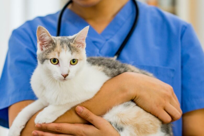 How To Deal with Unexpected Cat Medical Bills The Frisky