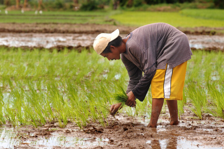 Ordinaryphilippines Rice Rice As A Staple in the Philippines - The Frisky