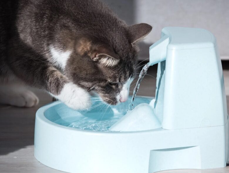 Cat Water Fountains VS Regular Water Bowl - The Frisky